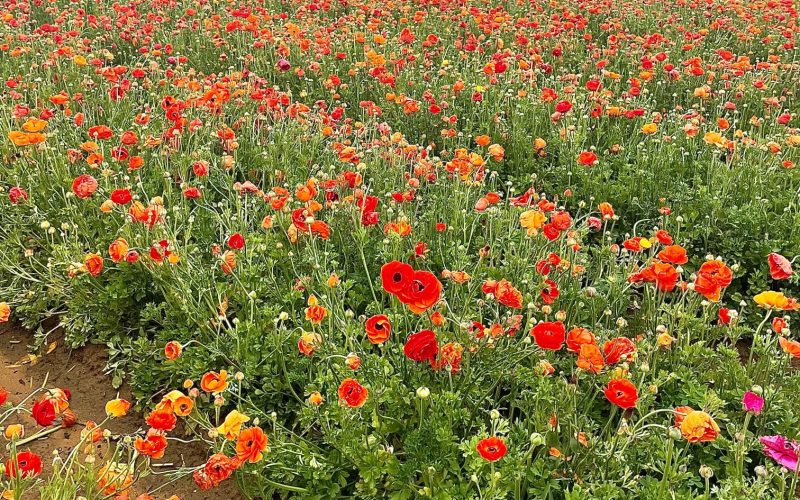 Living Colorfully at The Flower Fields in Carlsbad