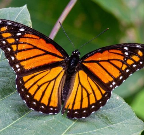 Butterflies: The Ritz-Carlton, Marina del Reyâs Most Delightful Residents